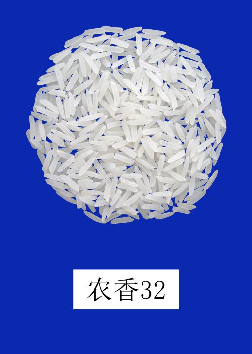 高档优质中熟中稻品种农香32