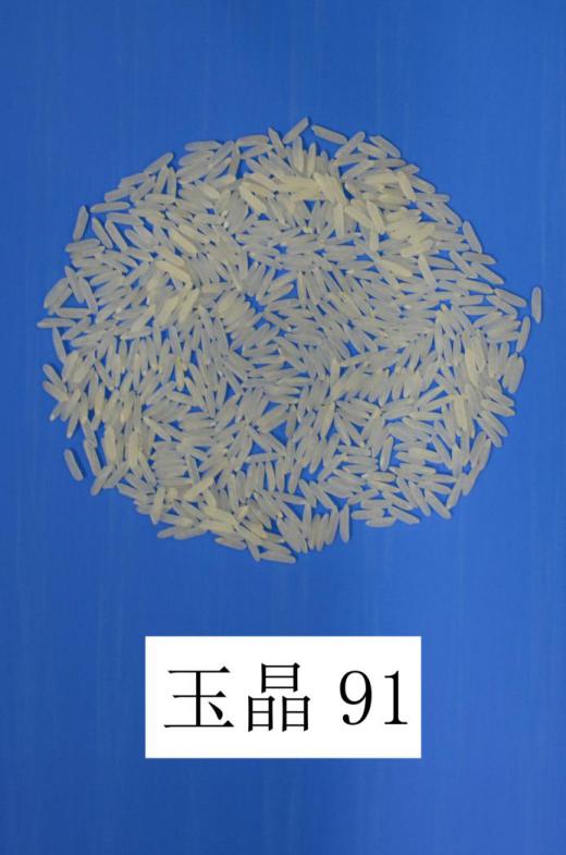高档优质稻品种玉晶91