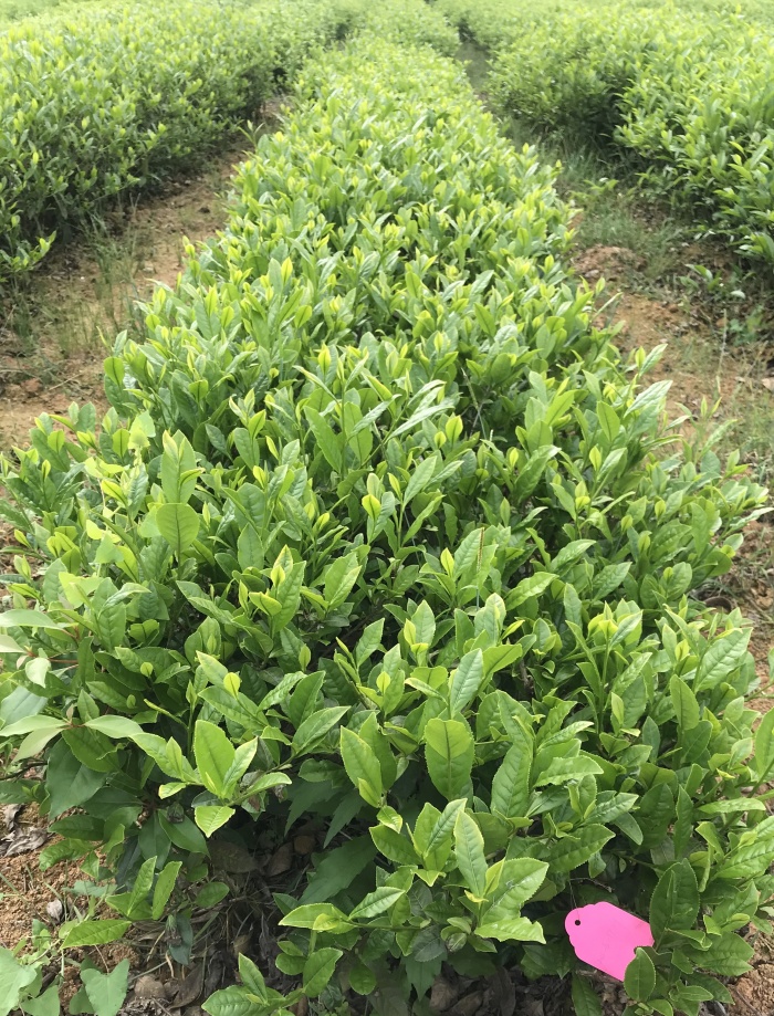 金香玉
