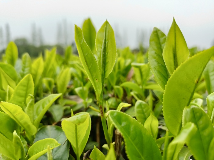 湘茶研16号