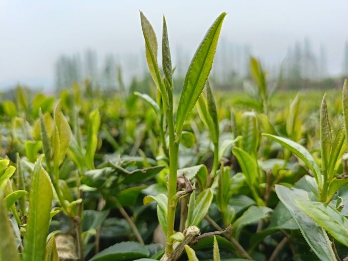 椀香茗